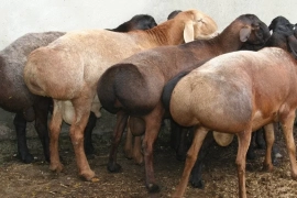 Продам, Qassob xizmati Кассоб хизмати 24 /7 Qo'chqorla bor