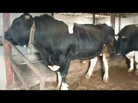 Qassob xizmati Кассоб хизмати 24 /7 Qo