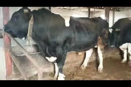 Продам, Qassob xizmati Кассоб хизмати 24 /7 Qo'chqorla bor