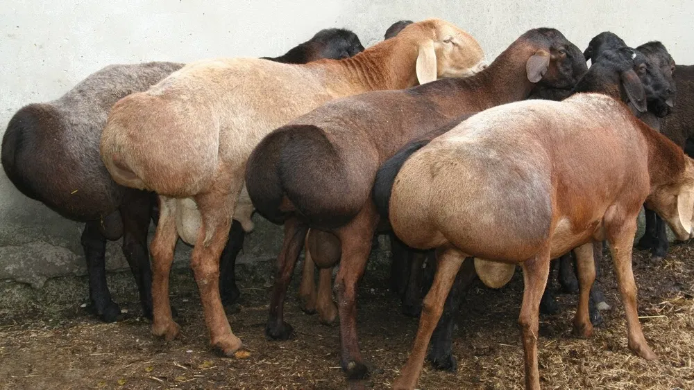 Qassob xizmati Кассоб хизмати 24 /7 Qo