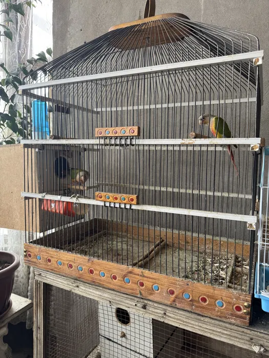 Тути куш перхури