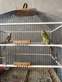 Продам, Тути куш перхури