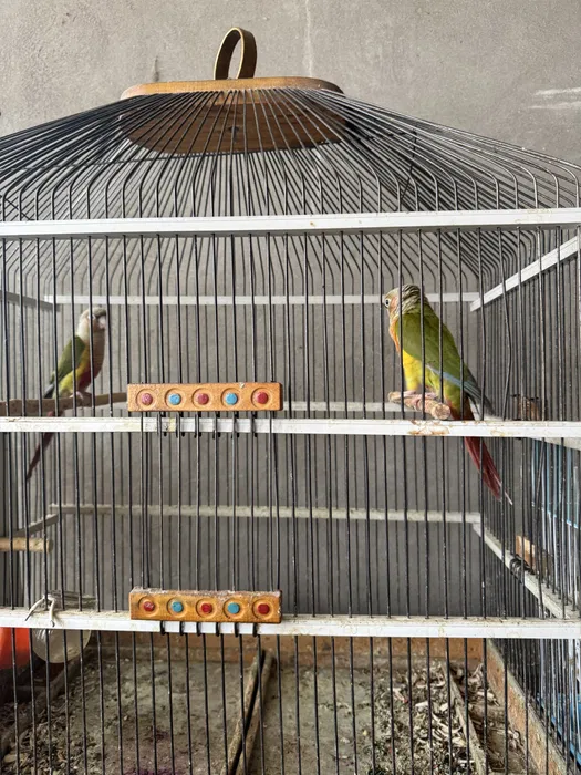 Тути куш перхури