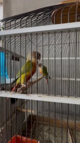 Продам, Тути куш перхури