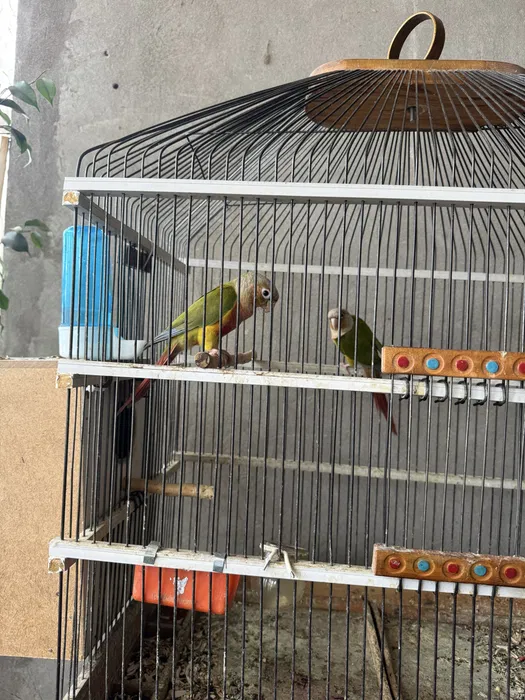 Тути куш перхури