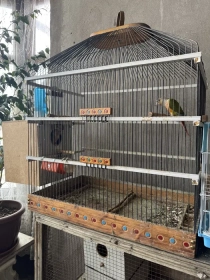 Продам, Тути куш перхури