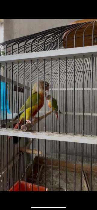 Тути куш перхури