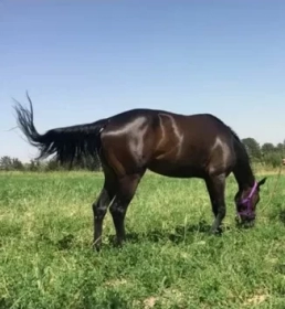 Продам, Ot sotiladi Продаётся лошадь