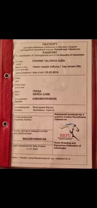 Ot sotiladi Продаётся лошадь