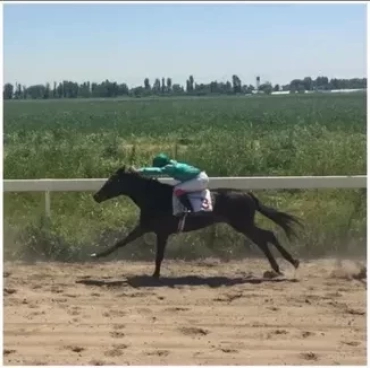 Продам, Ot sotiladi Продаётся лошадь