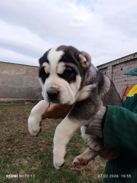 Alabay kuchuk bollari 1 ta erkak 1 ta urĝochi