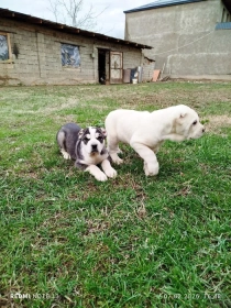 Продам, Alabay kuchuk bollari 1 ta erkak 1 ta urĝochi