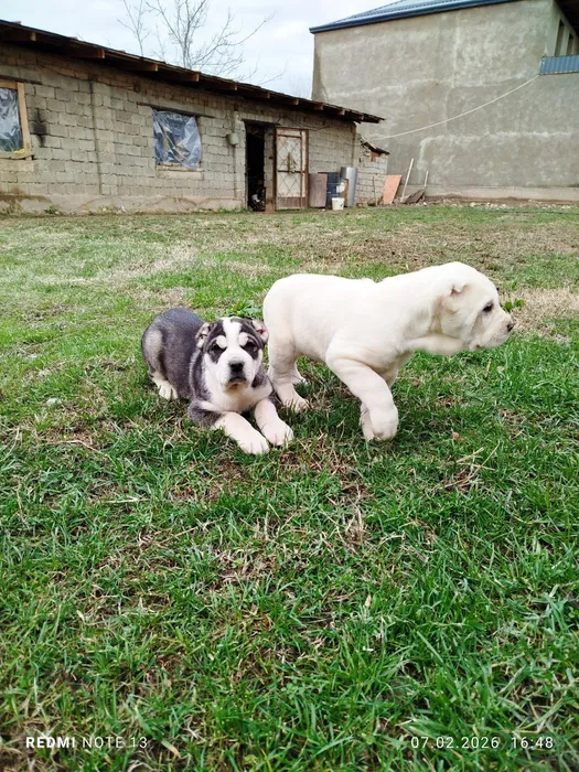 Alabay kuchuk bollari 1 ta erkak 1 ta urĝochi