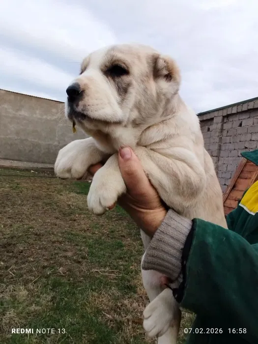 Alabay kuchuk bollari 1 ta erkak 1 ta urĝochi