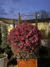 Продам, Куст Лоропеталум