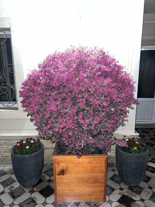 Куст Лоропеталум