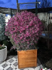 Продам, Куст Лоропеталум