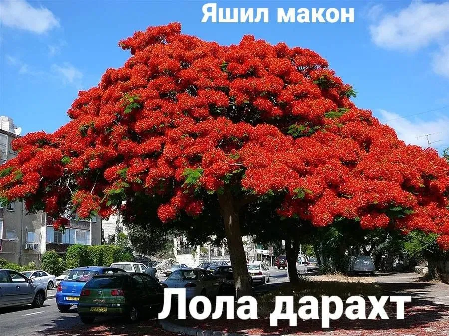 Pavloniya va Dekarativ ko