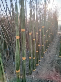 Продам, Pavloniya va Dekarativ ko'chatlari Arzon narxlarda, 12,000 сум