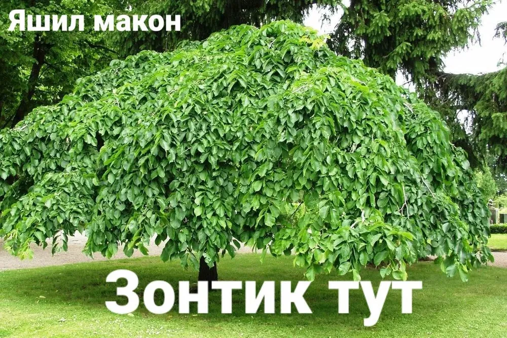 Pavloniya va Dekarativ ko