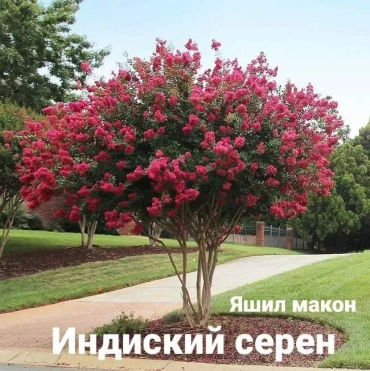 Продам, Pavloniya va Dekarativ ko'chatlari Arzon narxlarda, 12,000 сум