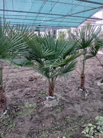 Продам, Pavloniya va Dekarativ ko'chatlari Arzon narxlarda, 12,000 сум