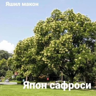 Продам, Pavloniya va Dekarativ ko'chatlari Arzon narxlarda, 12,000 сум