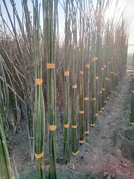 Pavloniya va Dekarativ ko