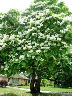 Pavloniya va Dekarativ ko