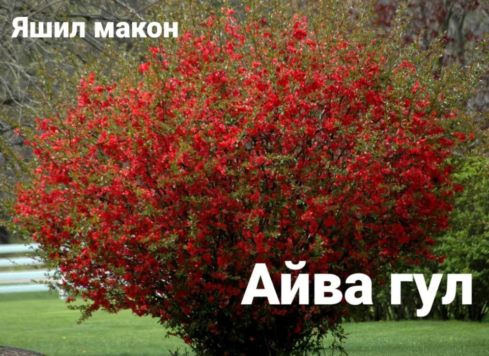 Pavloniya va Dekarativ ko