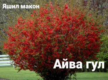 Продам, Pavloniya va Dekarativ ko'chatlari Arzon narxlarda, 12,000 сум