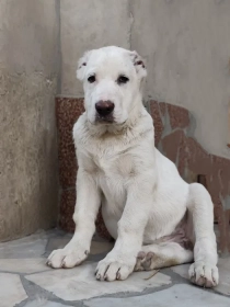 Продам, Щенки порода Алабай (возраст 2.5)