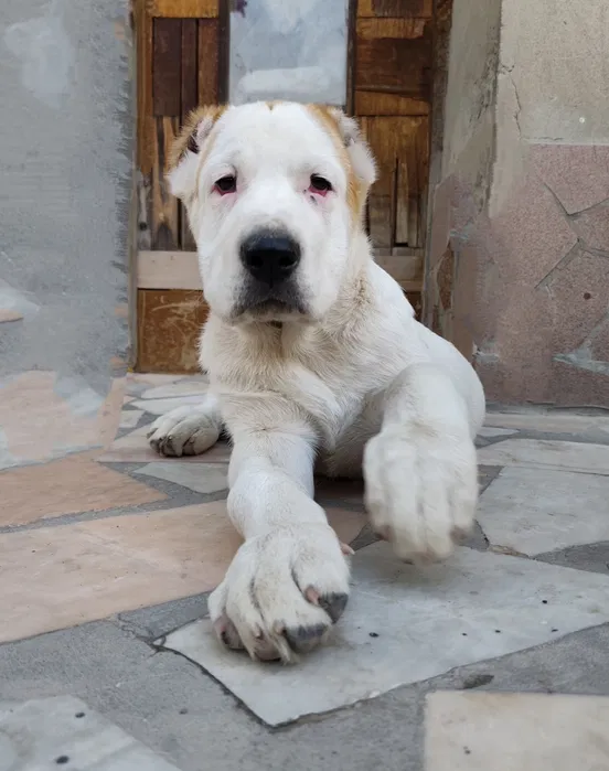 Щенки порода Алабай (возраст 2.5)