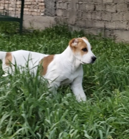 Продам, Щенки порода Алабай (возраст 2.5)