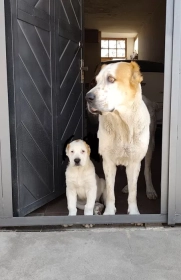 Продам, Щенки порода Алабай (возраст 2.5)