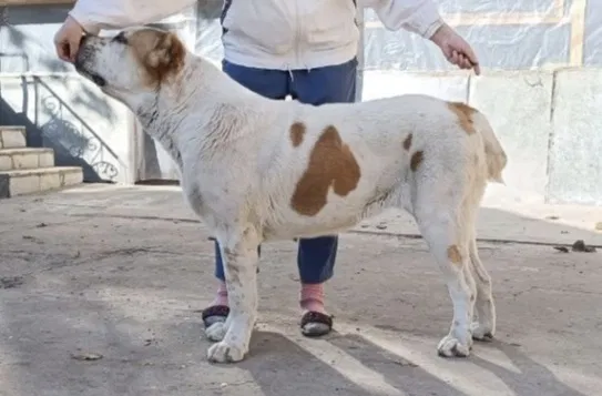 Щенки порода Алабай (возраст 2.5)