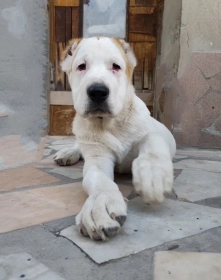 Продам, Щенки порода Алабай (возраст 2.5)