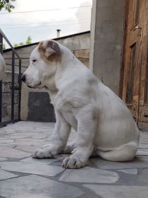 Продам, Щенки порода Алабай (возраст 2.5)