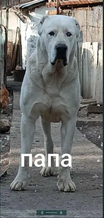 Щенки порода Алабай (возраст 2.5)