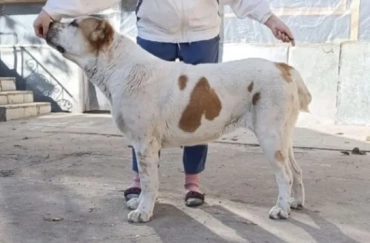 Продам, Щенки порода Алабай (возраст 2.5)