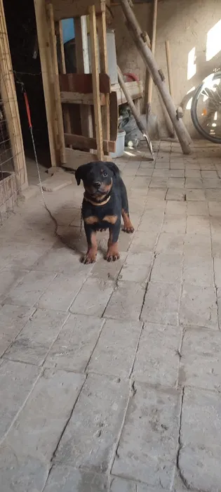 Sof zotli Rottweiler kuchukchasi