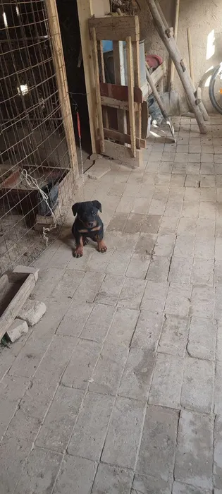 Sof zotli Rottweiler kuchukchasi