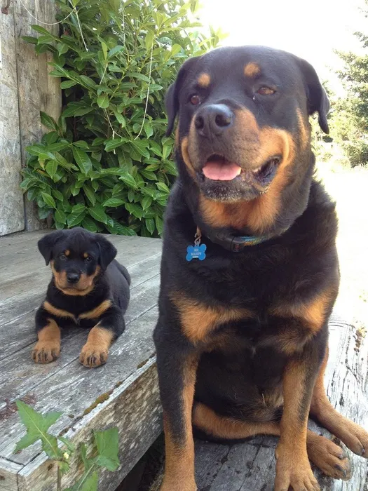 Sof zotli Rottweiler kuchukchasi