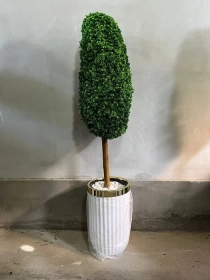 Продам, Dekorativniy gullar ofis va xonadonlar uchun eng yaxshi tanlov