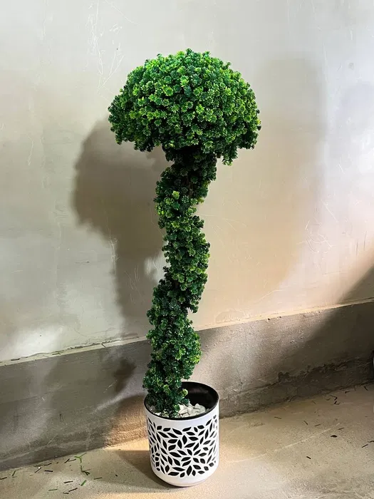 Dekorativniy gullar ofis va xonadonlar uchun eng yaxshi tanlov