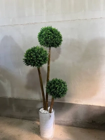 Продам, Dekorativniy gullar ofis va xonadonlar uchun eng yaxshi tanlov