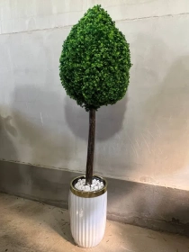 Продам, Dekorativniy gullar ofis va xonadonlar uchun eng yaxshi tanlov