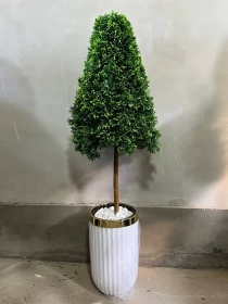 Продам, Dekorativniy gullar ofis va xonadonlar uchun eng yaxshi tanlov