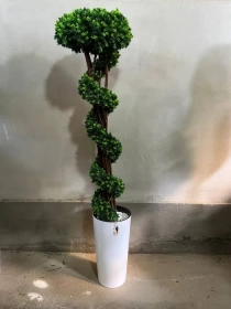 Продам, Dekorativniy gullar ofis va xonadonlar uchun eng yaxshi tanlov