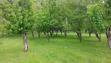 Продам, Продаётся уютная дача с большим земельным участком